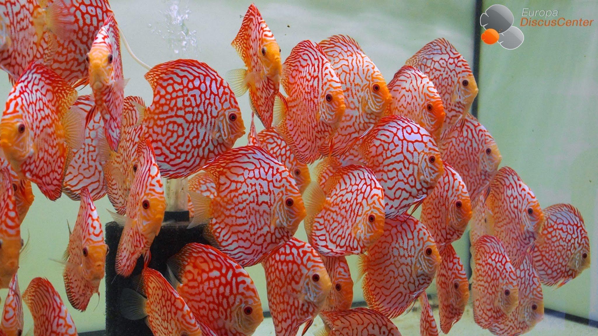 2048x1152 Discus Fish Wallpaper HD