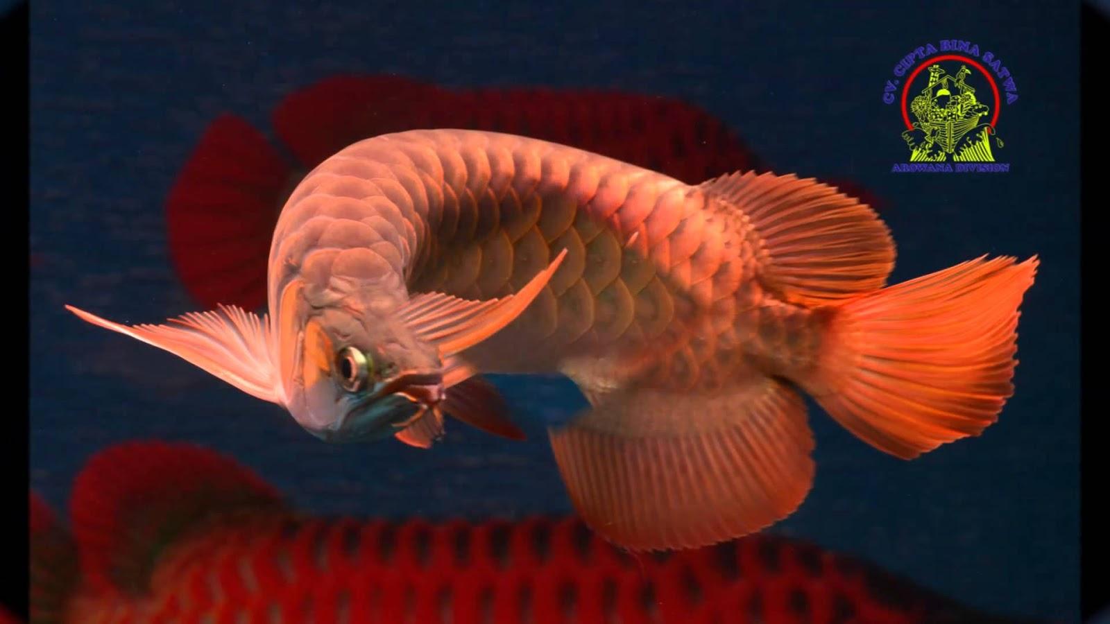 1600x900 Dragon Fish Arowana Beauty 1