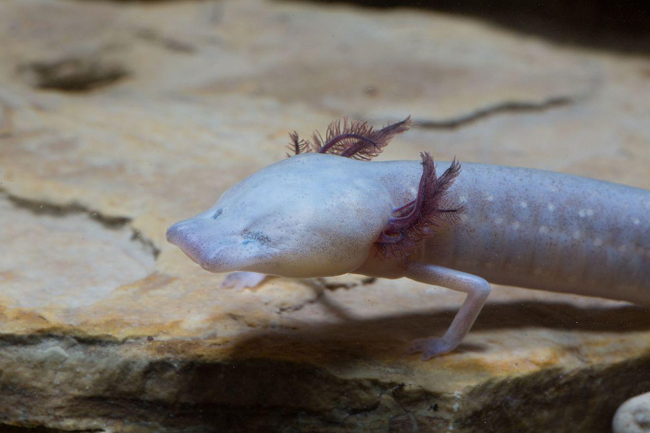 1280x853 Olm Dragon Fish Image Full HD Free Download