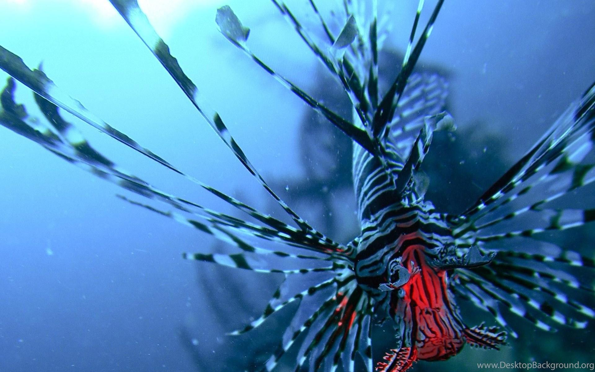 1920x1200 Lionfish Dragonfish Turkey Fish Fish Cool Wallpaper Fish For HD. Desktop Background