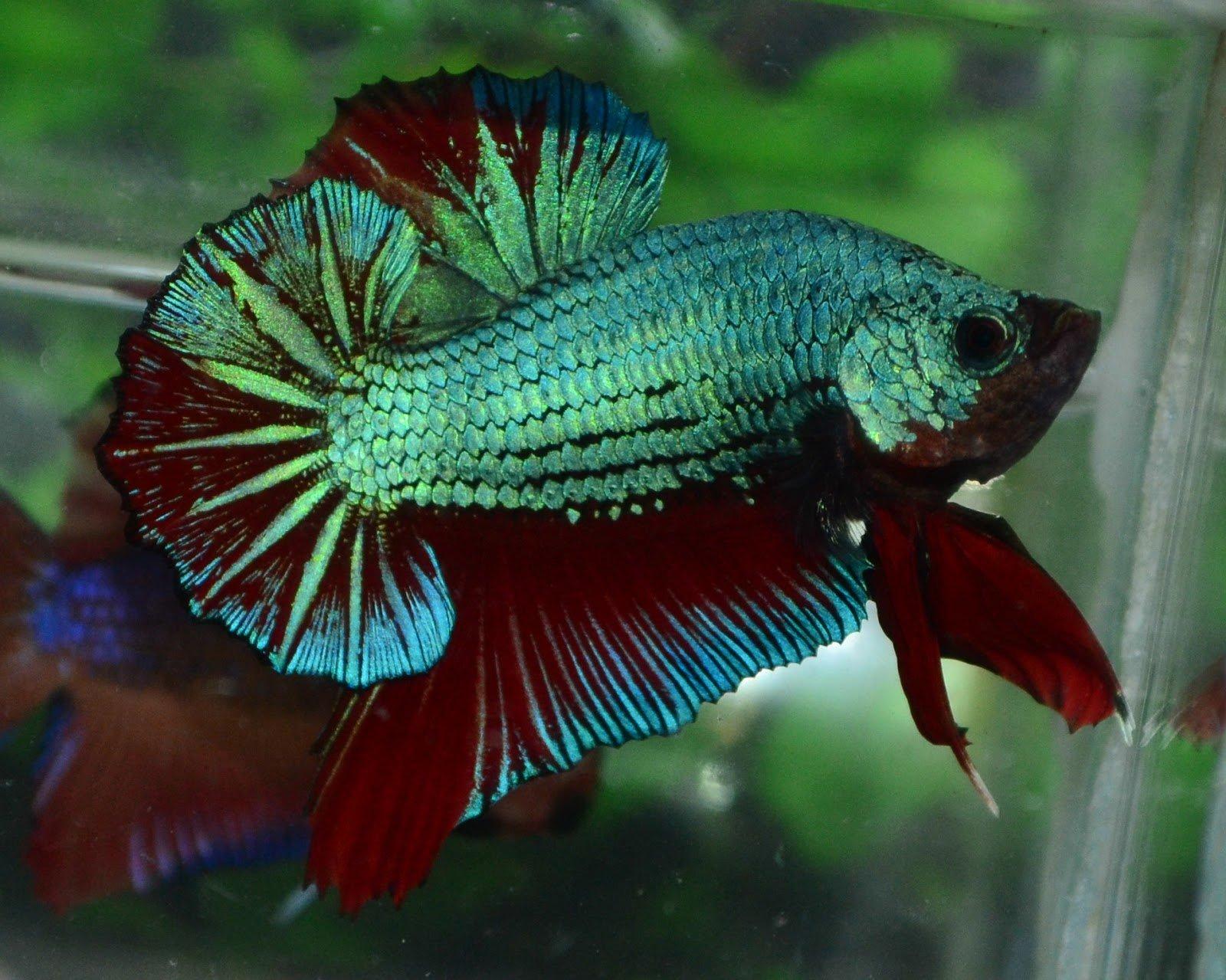 1600x1279 BETTA Siamese Fighting Fish colorful tropical wallpaperx1279