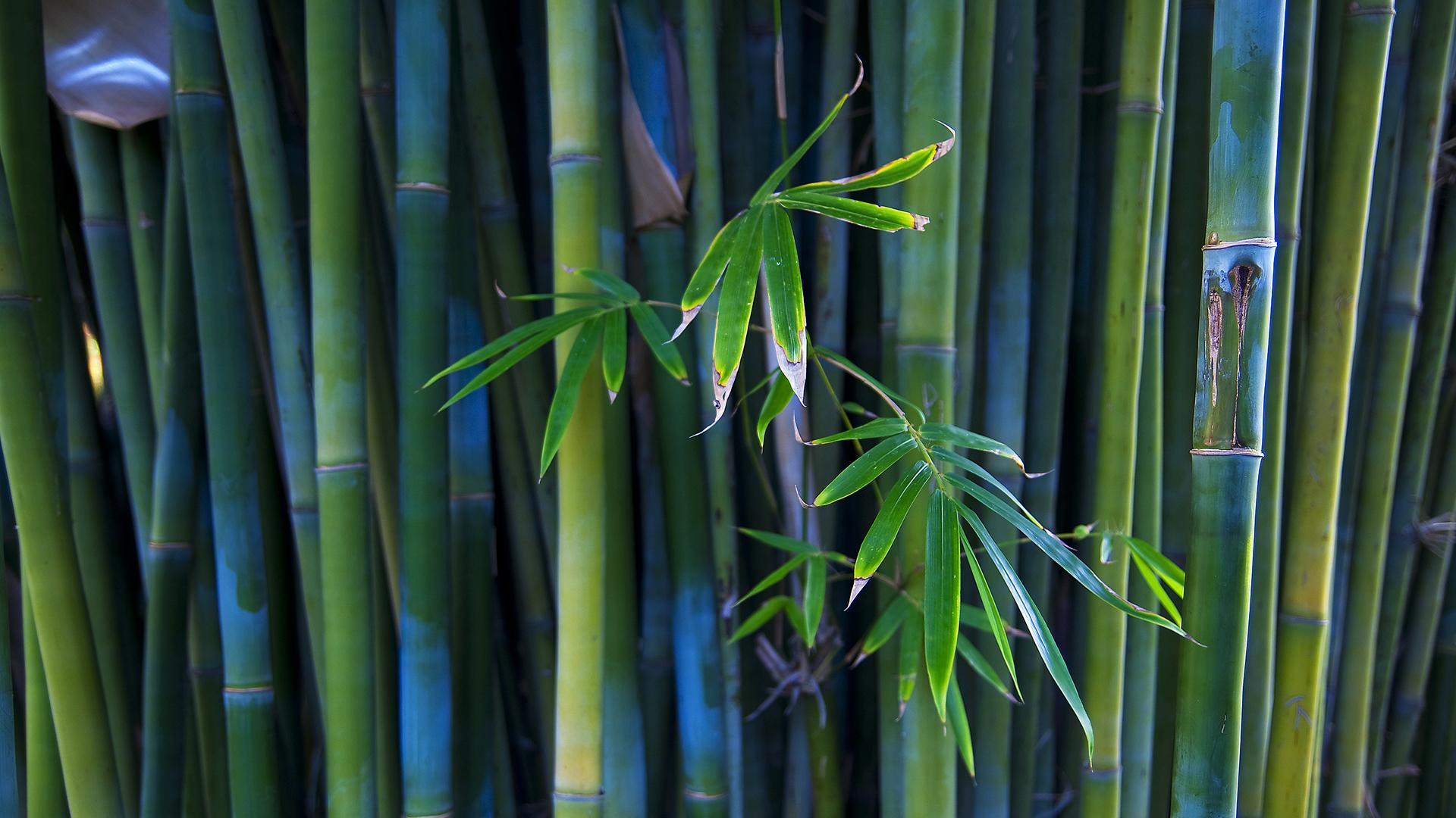 1920x1080 Desktop Bamboo HD Wallpaper