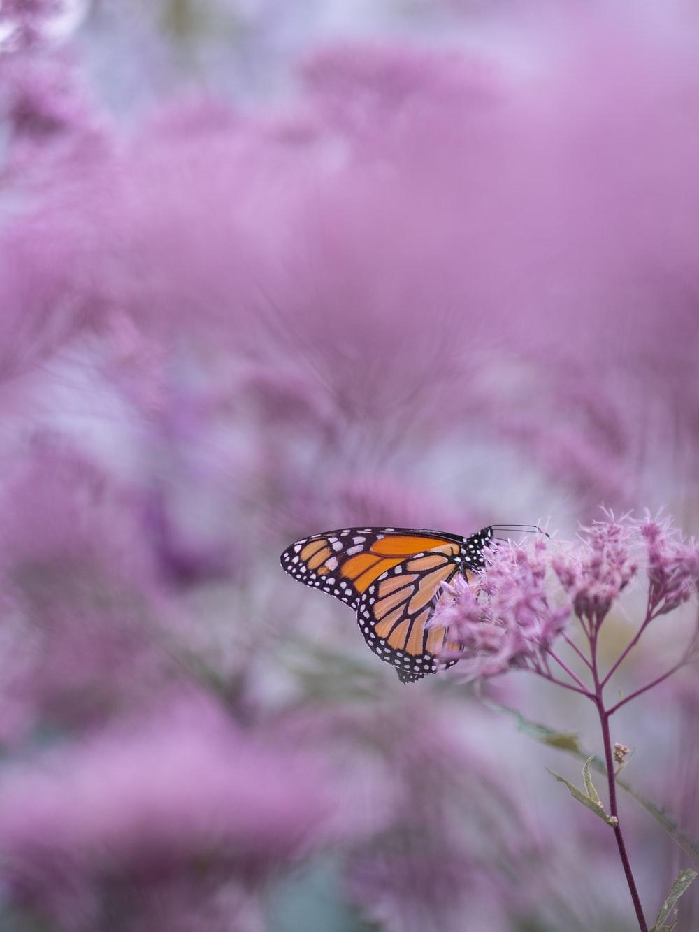 1000x1333 Pink Butterfly Picture. Download Free Image