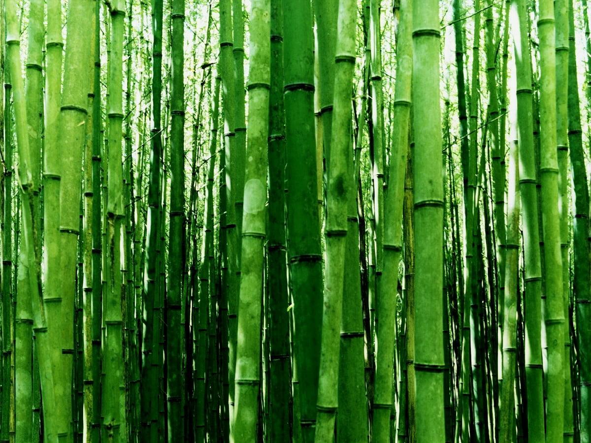1200x900 Bamboo wallpaper HD. Download Free background