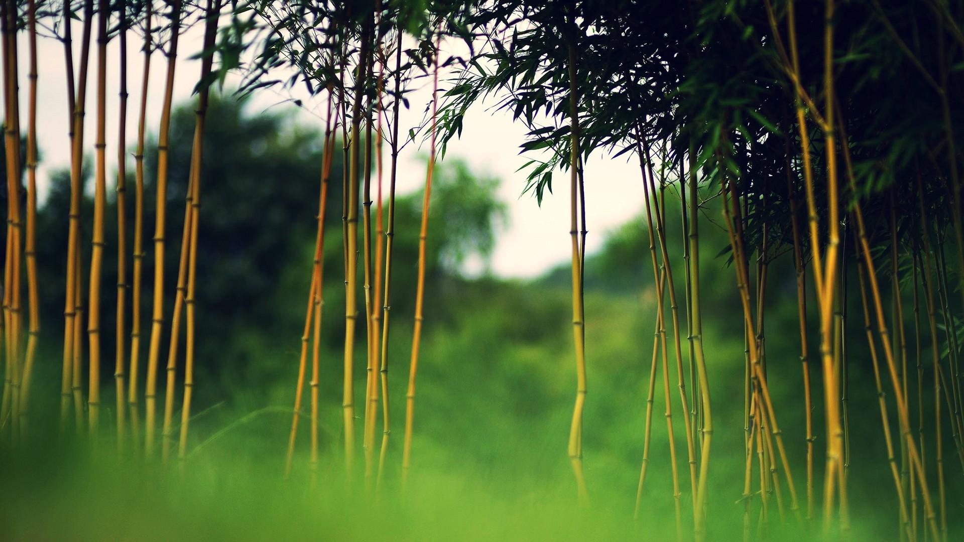1920x1080 Bamboo Wallpaper 22 - [1920x1080]