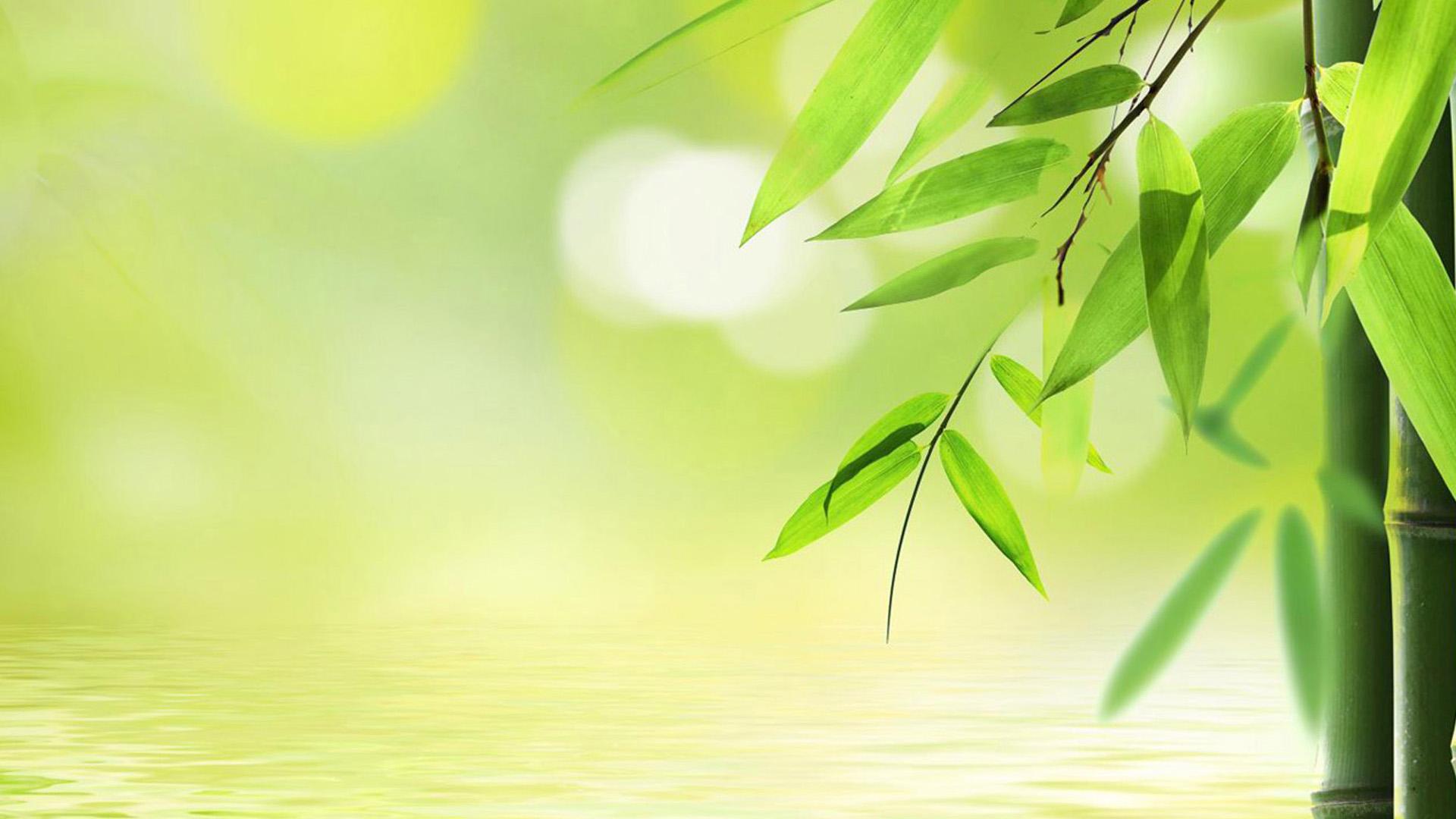 1920x1080 Free download Fresh green bamboo wallpaper Green Background Picture and image [1920x1080] for your Desktop, Mobile & Tablet. Explore Green Bamboo Wallpaper. Bamboo Wallpaper Wall Coverings, Bamboo Wallpaper for