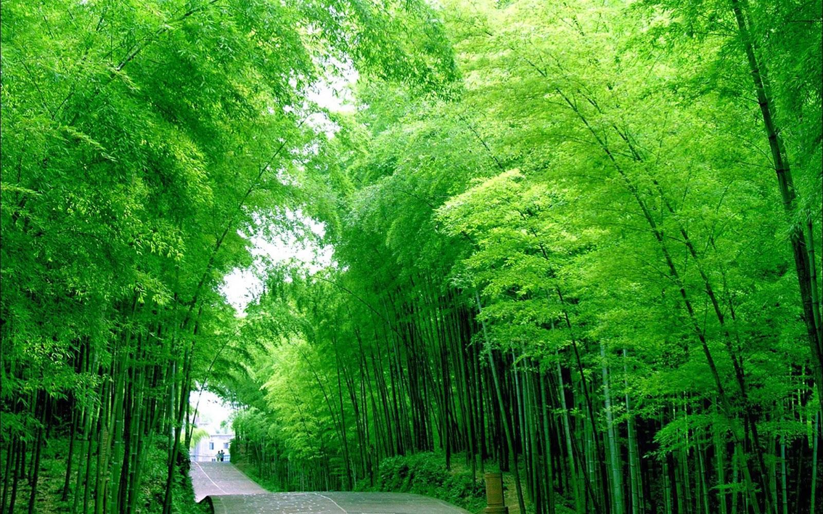 1600x1000 Bamboo Wallpaper Collections. Most beautiful places in the world. Download Free Wallpaper