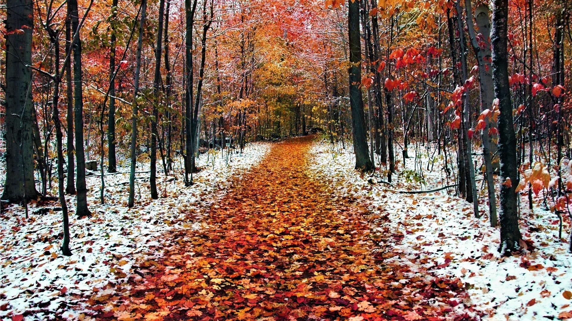 1920x1080 Frost Snow Fall Nature Forest HD Wallpaper
