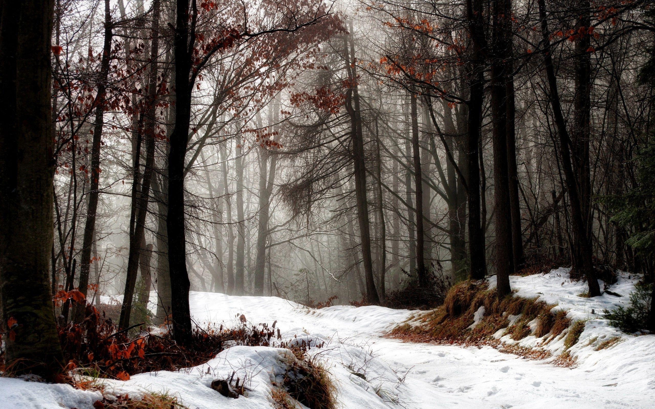 2560x1600 First Snow Wallpaper