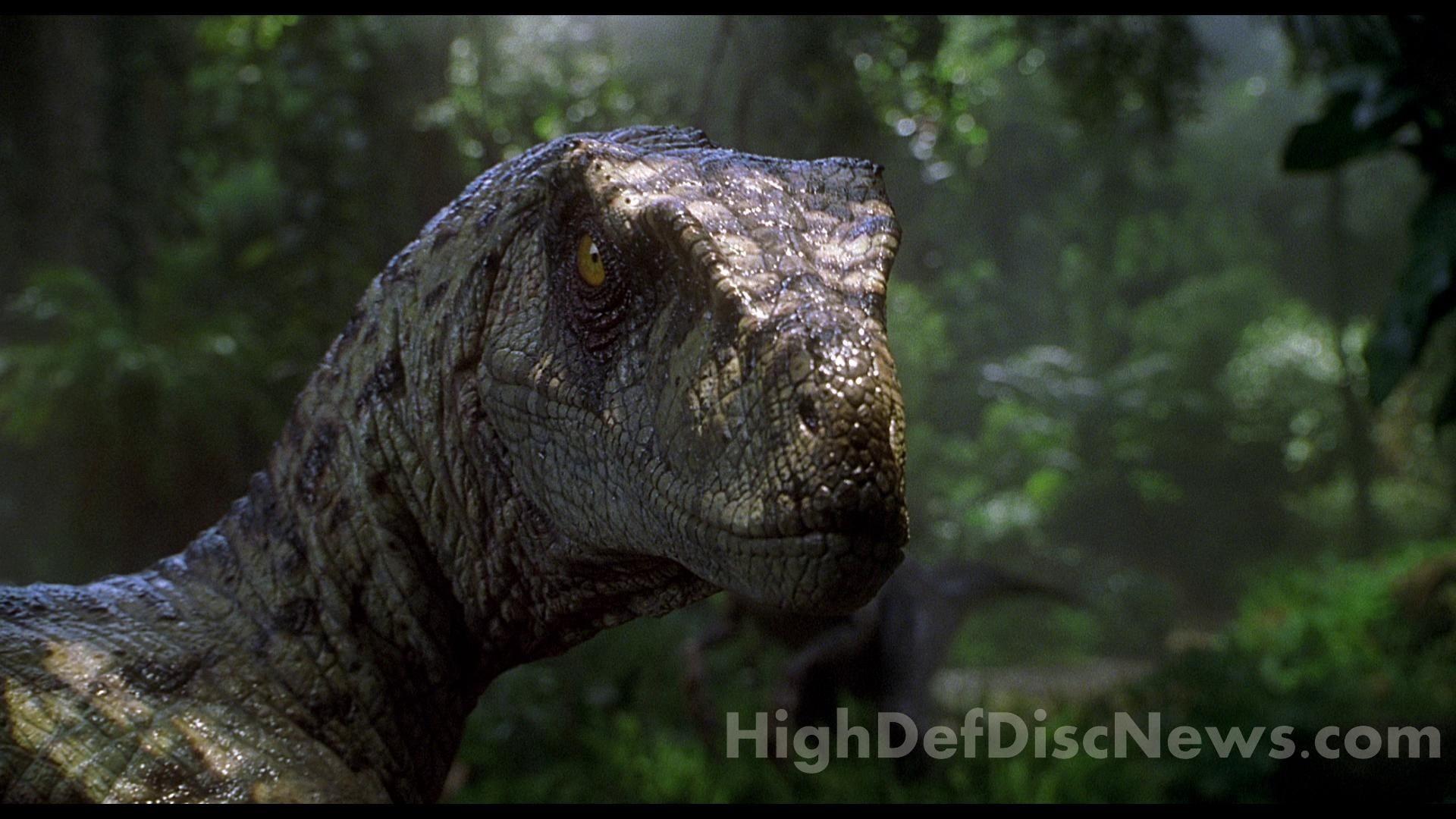 Jurassic Park Velociraptor Wallpapers Top Free Jurassic Park 