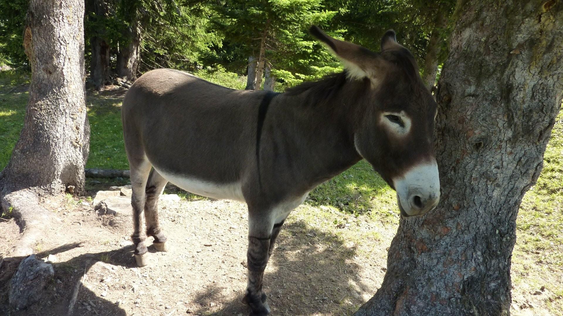1920x1080 Donkey Wallpaper for Computer