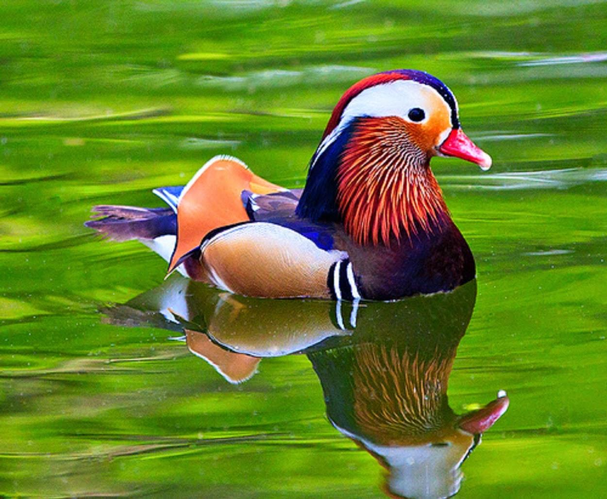 Free download Mandarin Duck 03 by shiroang on [900x600] for your Desktop,  Mobile & Tablet | Explore 43+ Mandarin Wallpaper and Paint | Paint and  Wallpaper Ideas, Wallpaper and Paint, Almaden Paint and Wallpaper