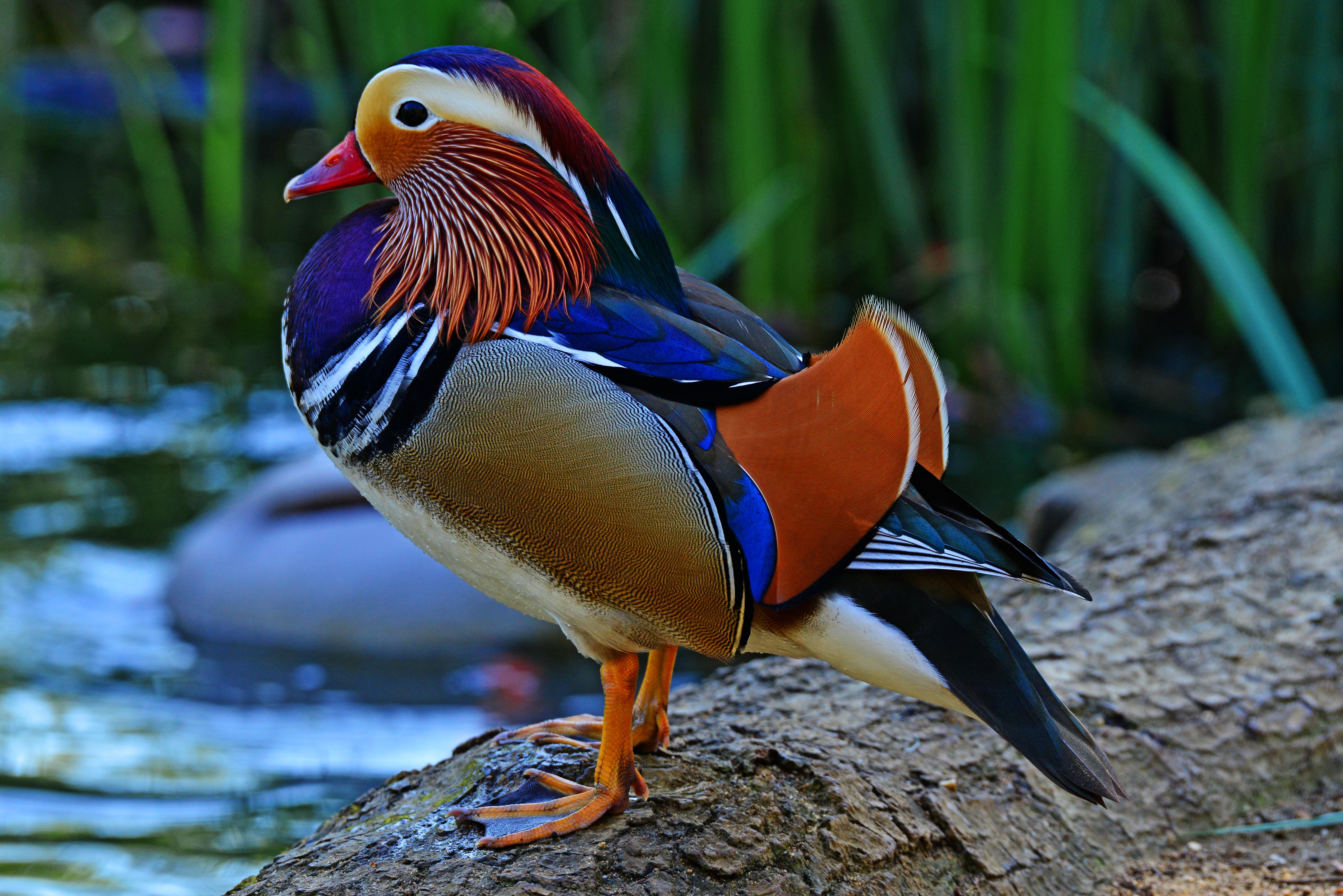 5635x3761 Mandarin Duck 4k Ultra HD Wallpaper