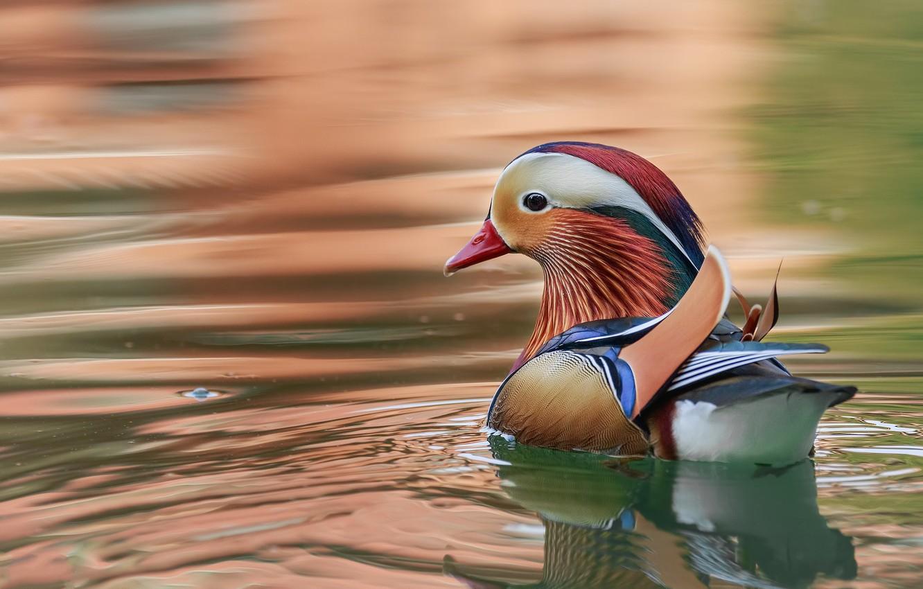 1332x850 Wallpaper water, ruffle, duck, Mandarin duck image for desktop, section животные