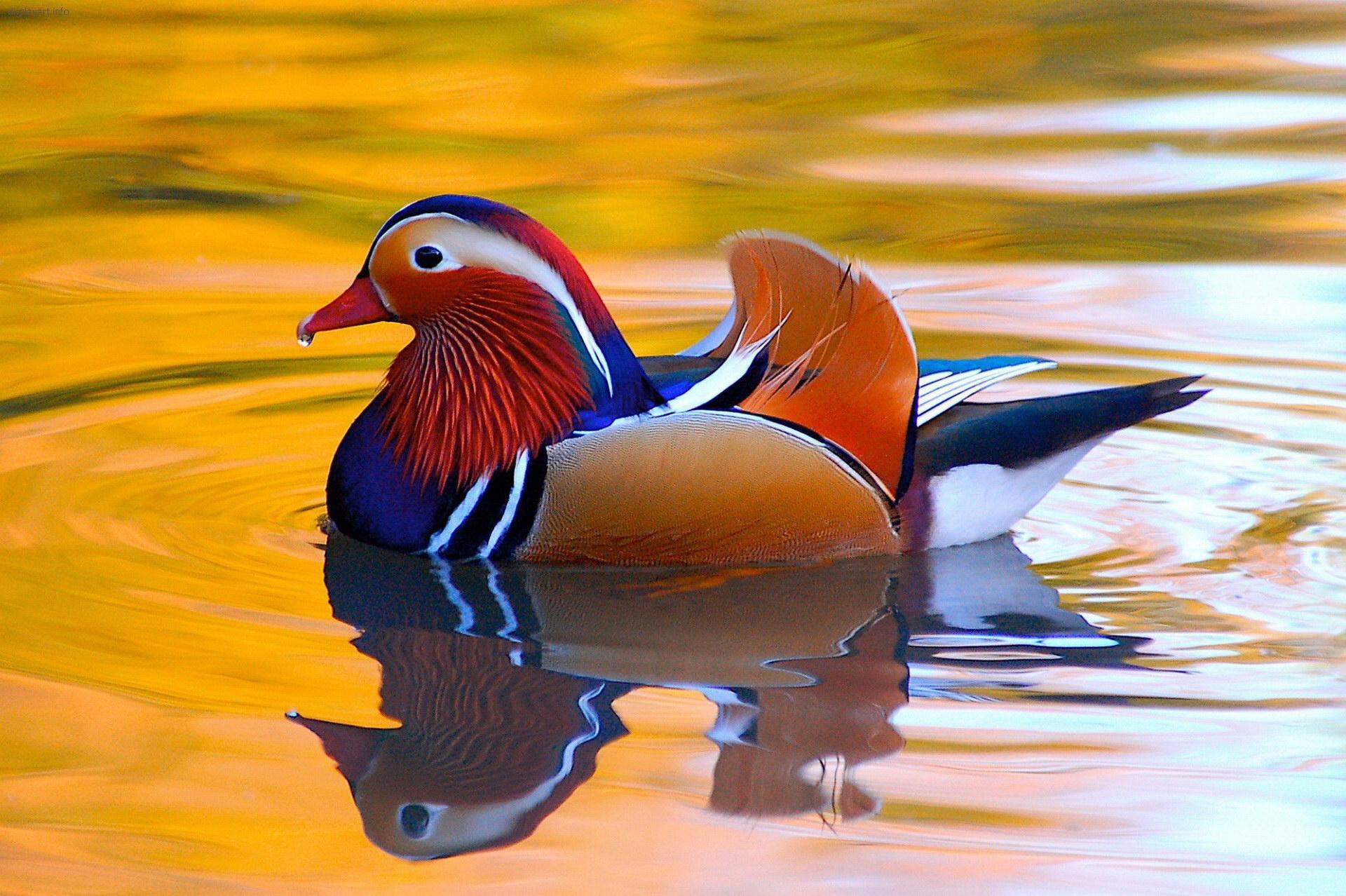 1920x1278 Colorful Mandarin Duck