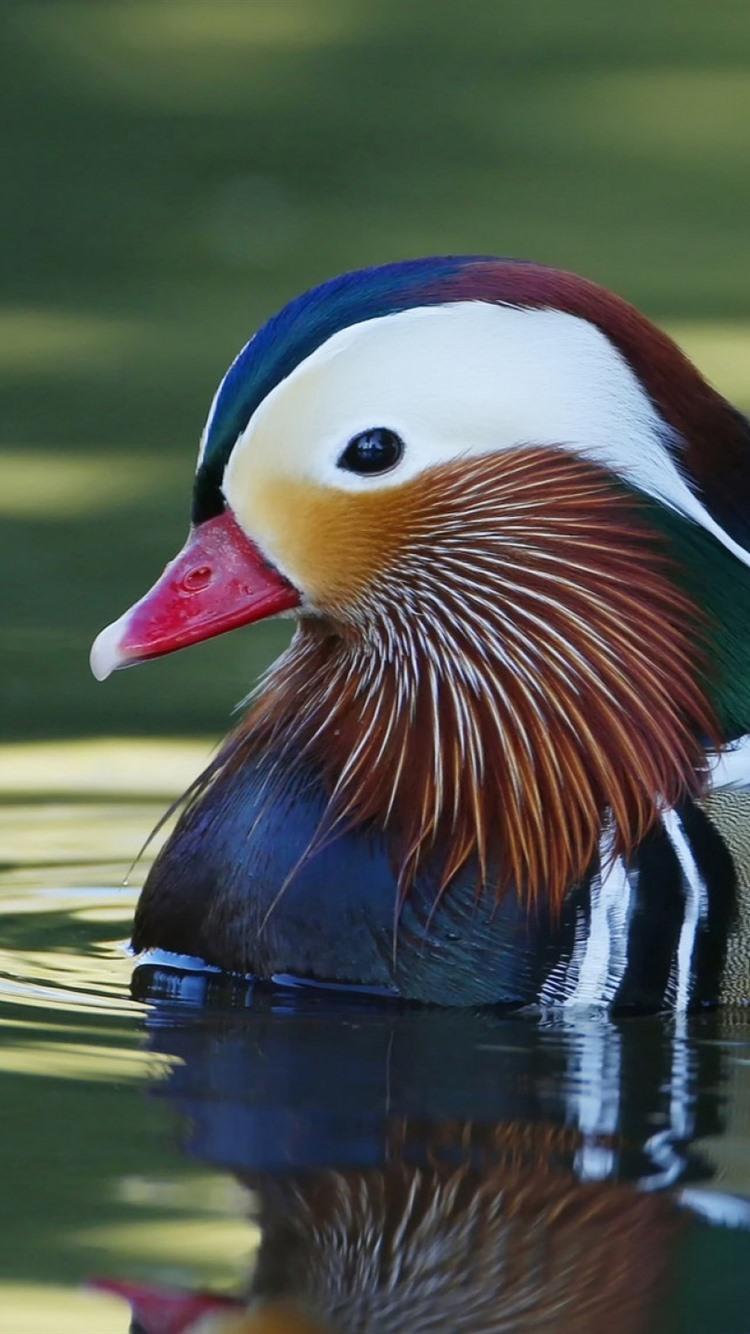 Mandarin Duck Wallpapers Top Free Mandarin Duck Backgrounds