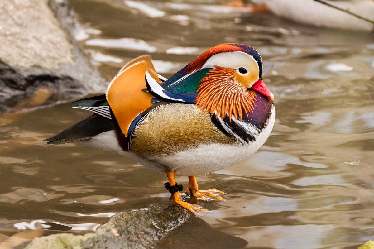 Mandarin Duck Wallpapers Top Free Mandarin Duck Backgrounds
