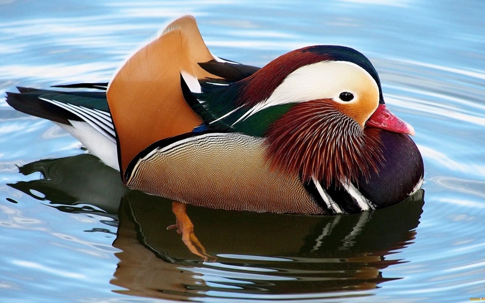 Mandarin Duck Wallpapers Top Free Mandarin Duck Backgrounds