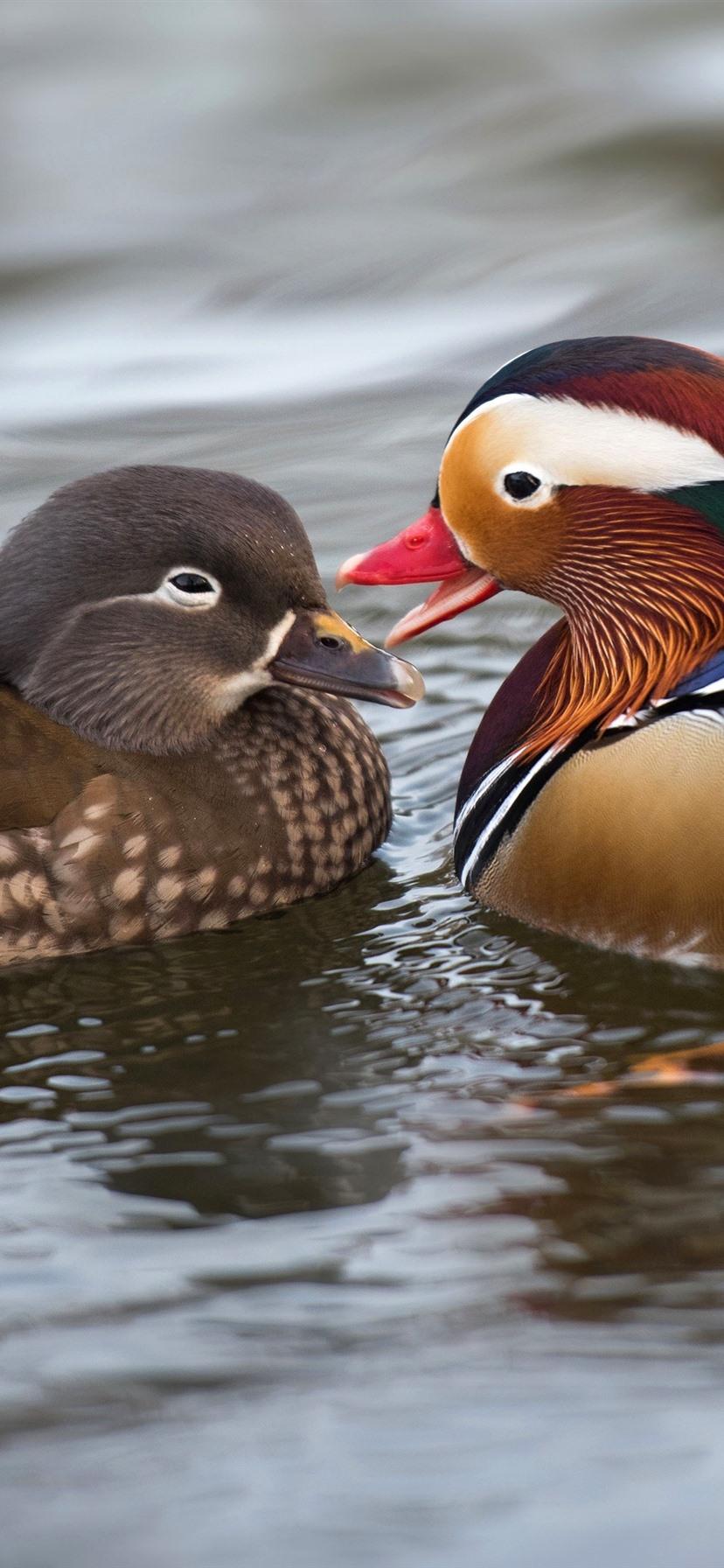 Mandarin Duck Wallpapers - Top Free Mandarin Duck Backgrounds