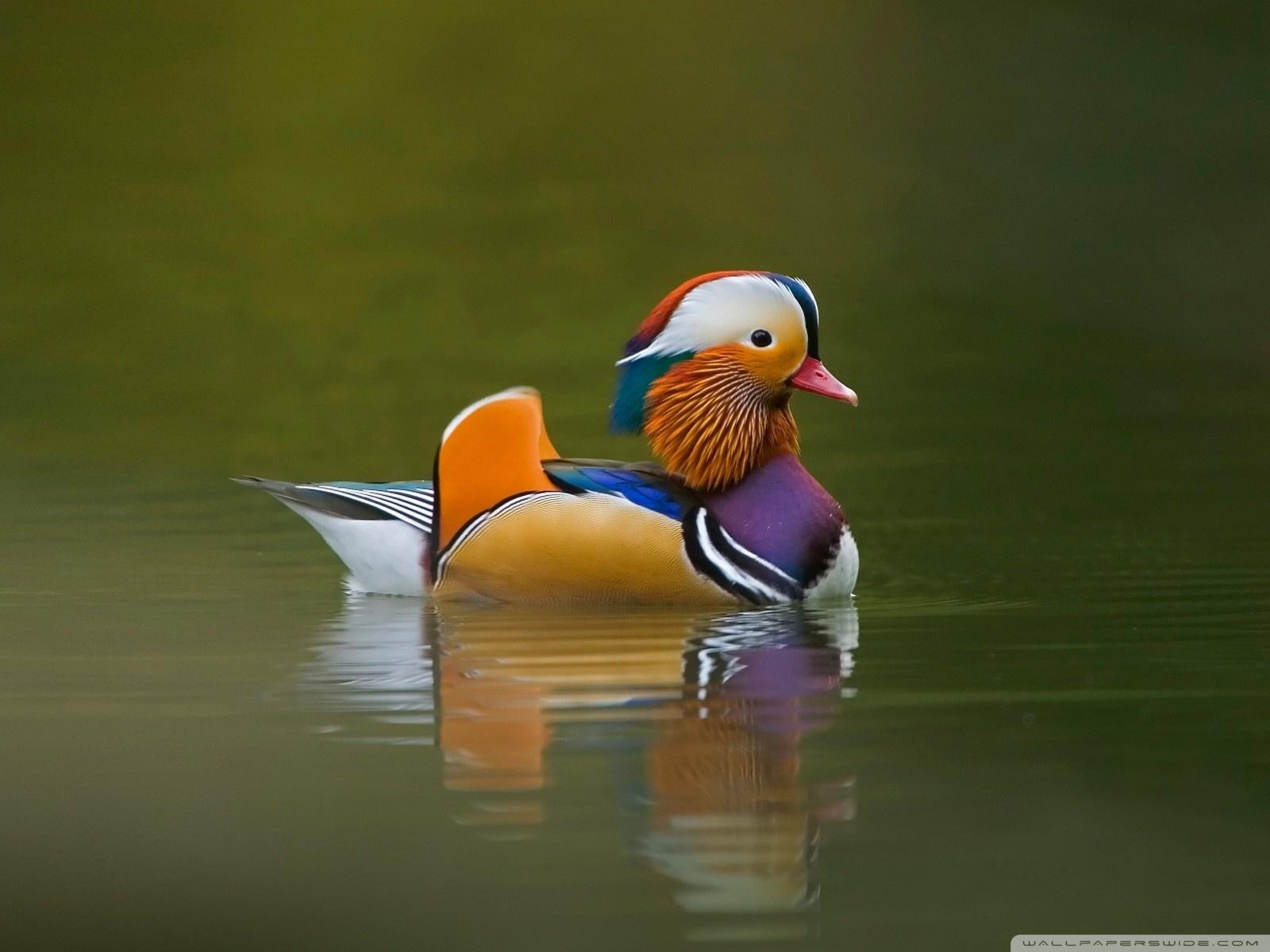 1600x1200 Mandarin Duck Ultra HD Desktop Background Wallpaper for 4K UHD TV : Tablet