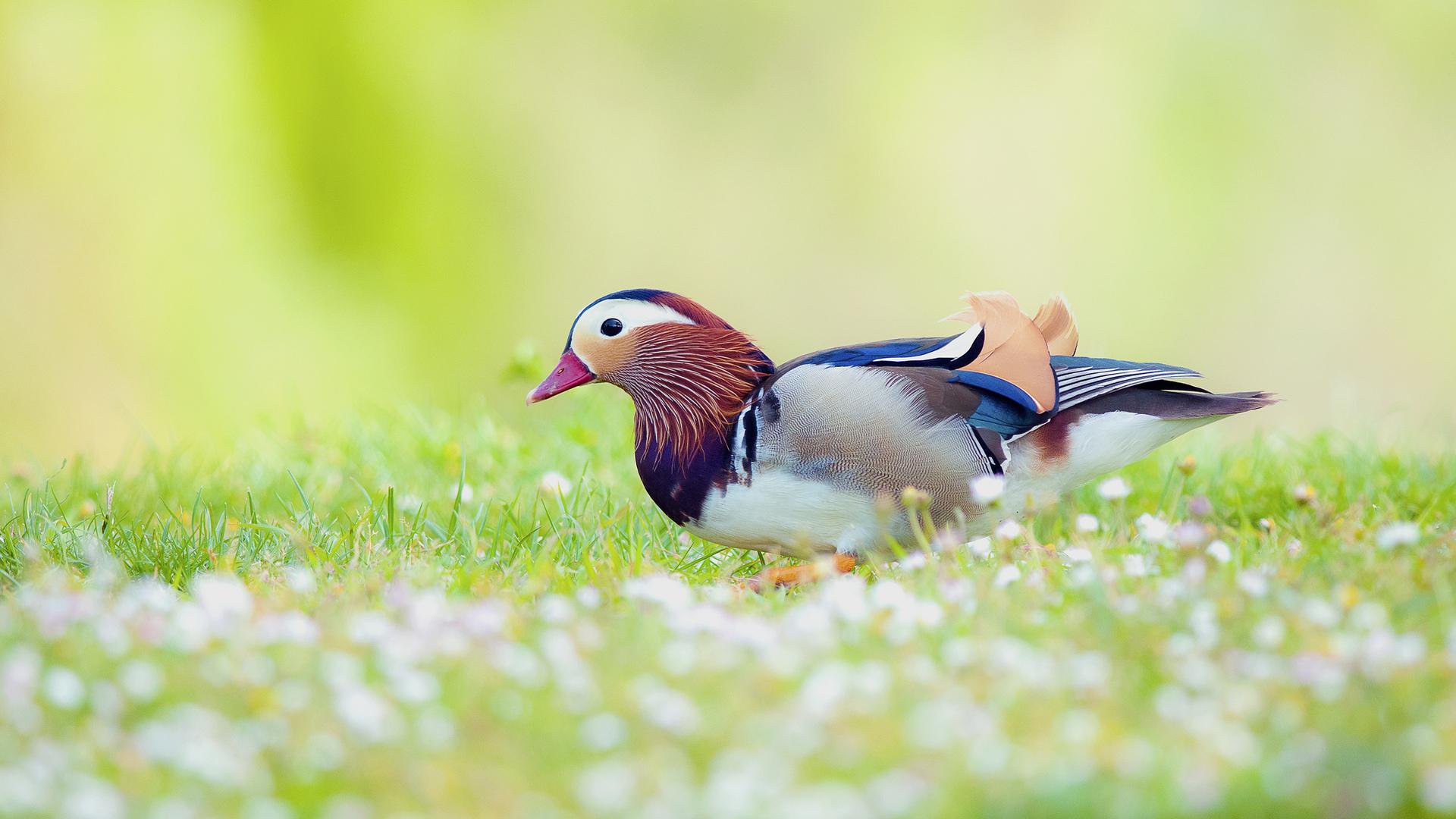 1920x1080 mandarin duck HD wallpaper, background
