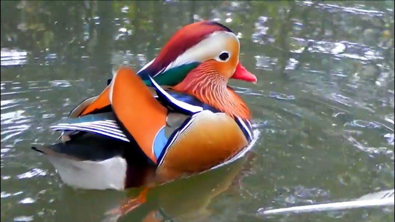1280x720 Mandarin Duck on the Move. Mandarin duck, Duck wallpaper, Swans art