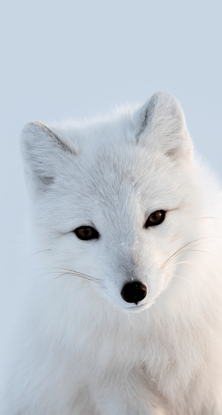 744x1392 My favorite animal!!. Cute animals, Baby animals super cute, Animal wallpaper