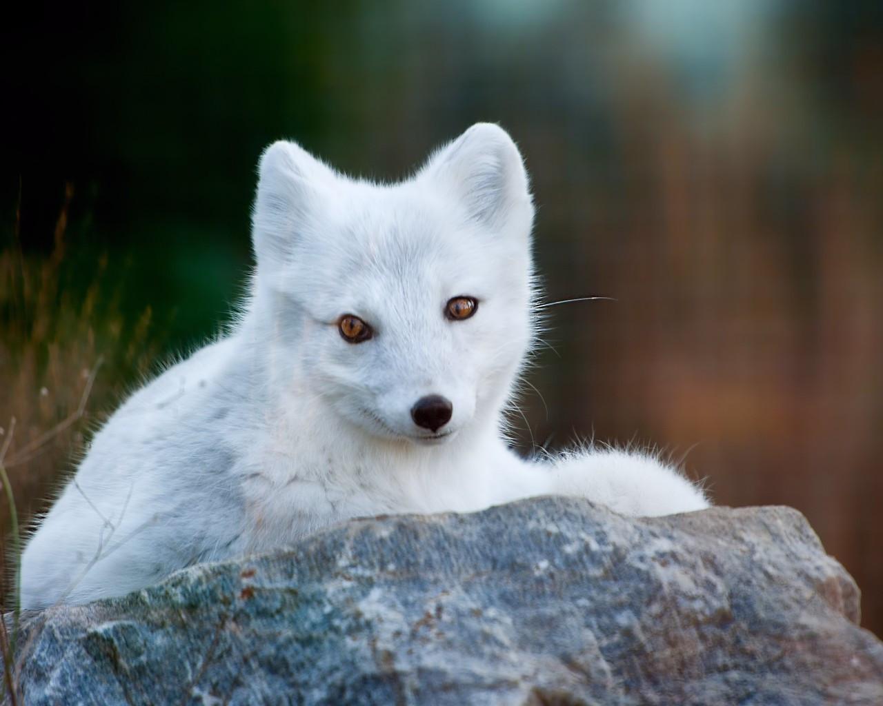 1280x1024 Download 1280x1024 Arctic Fox, White, Cute, Rock Wallpaper