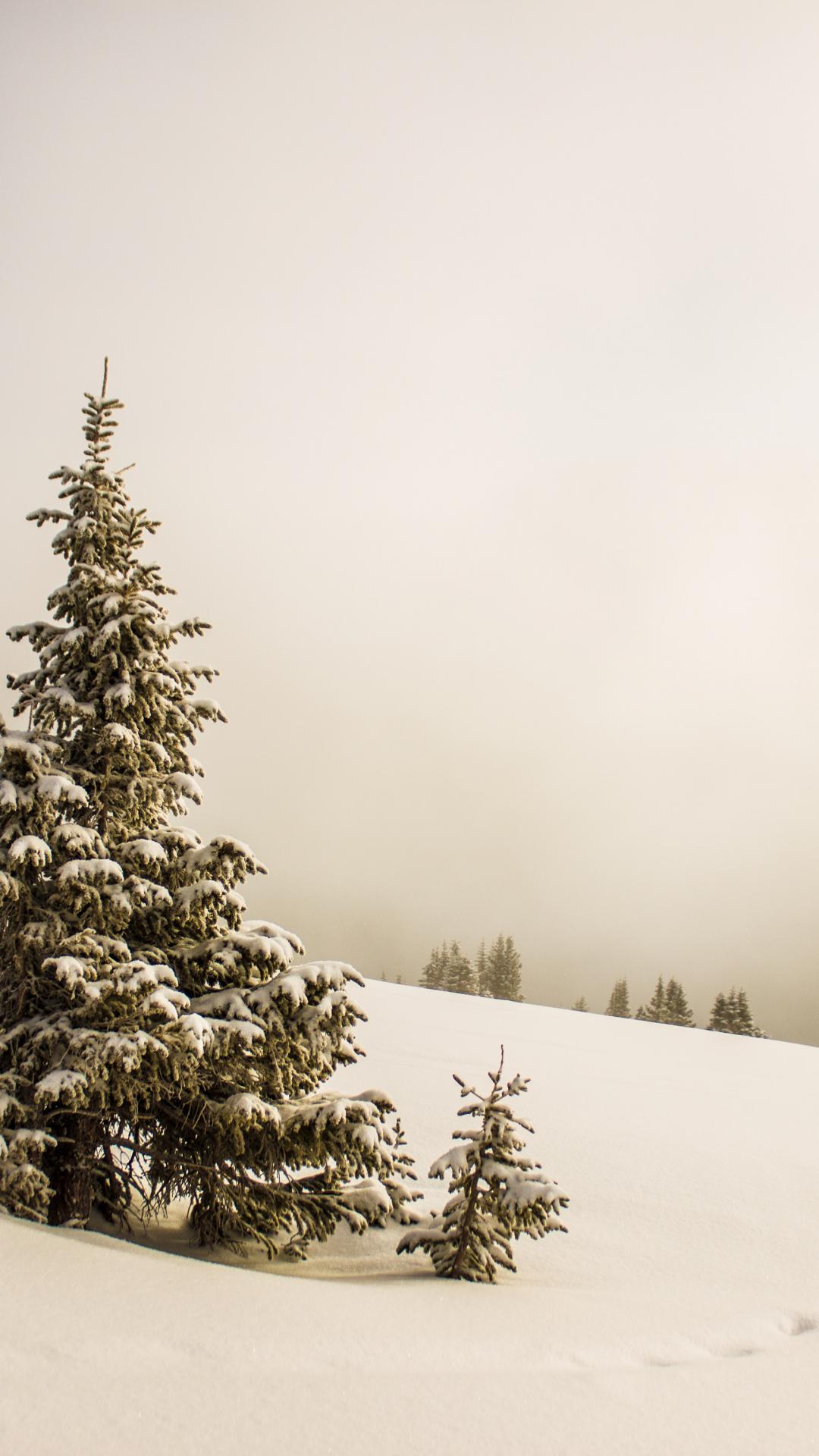 1080x1920 Tree, Snow, Winter iPhone Wallpaper