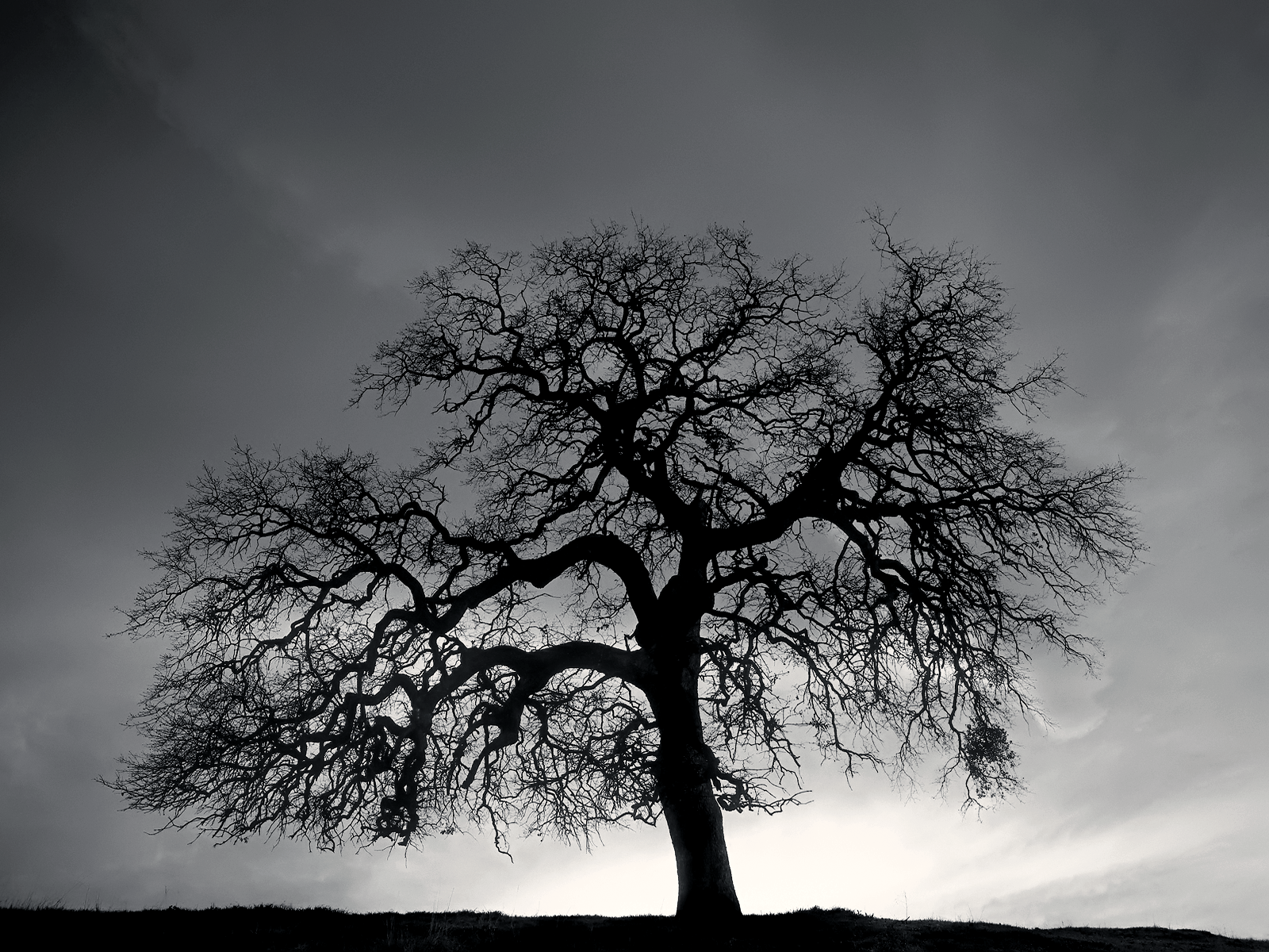 1600x1200 Dark tree wallpaper Gallery