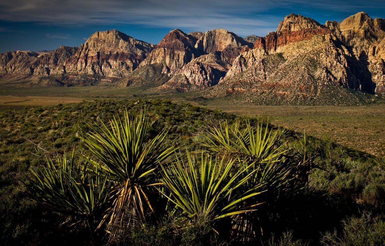 1332x850 Wallpaper Las Vegas, canyon, desert, las vegas, red rock canyon, yucca, Yucca image for desktop, section природа