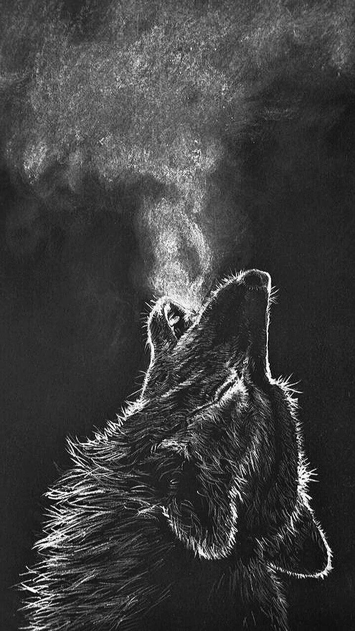 720x1280 Grey Wolf Wallpaper