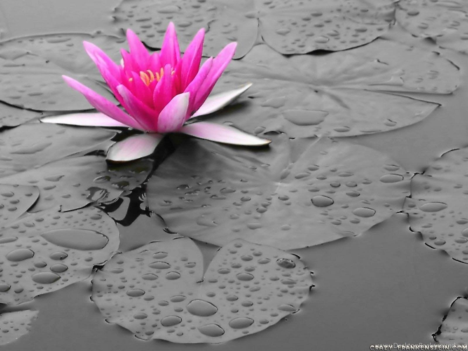 1600x1200 Desktop HD Pink And Gray Wallpaper 3D HD Picture. Desktop Background