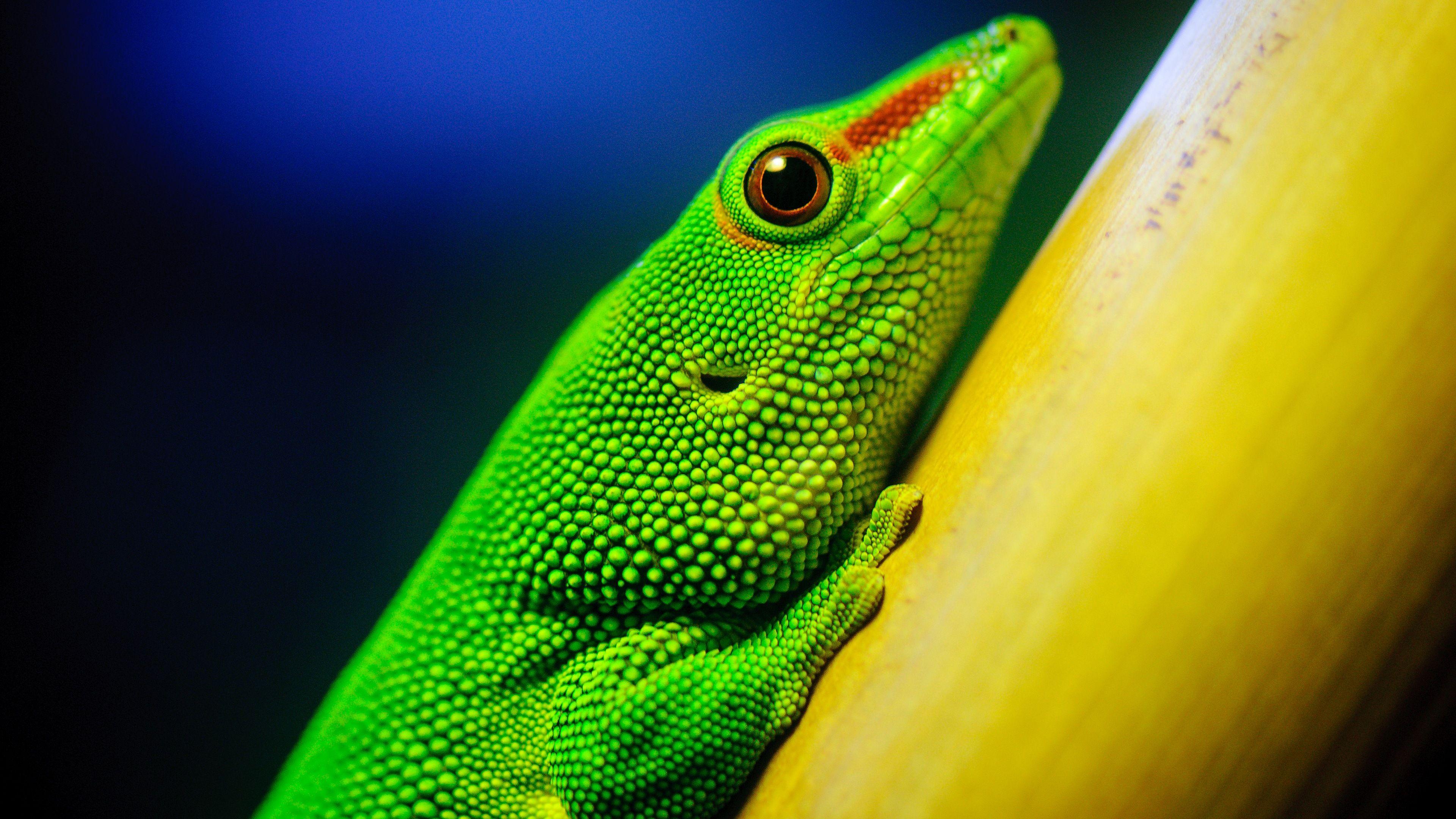 3840x2160 Little Green Lizard 4K Ultra HD Desktop Wallpaper