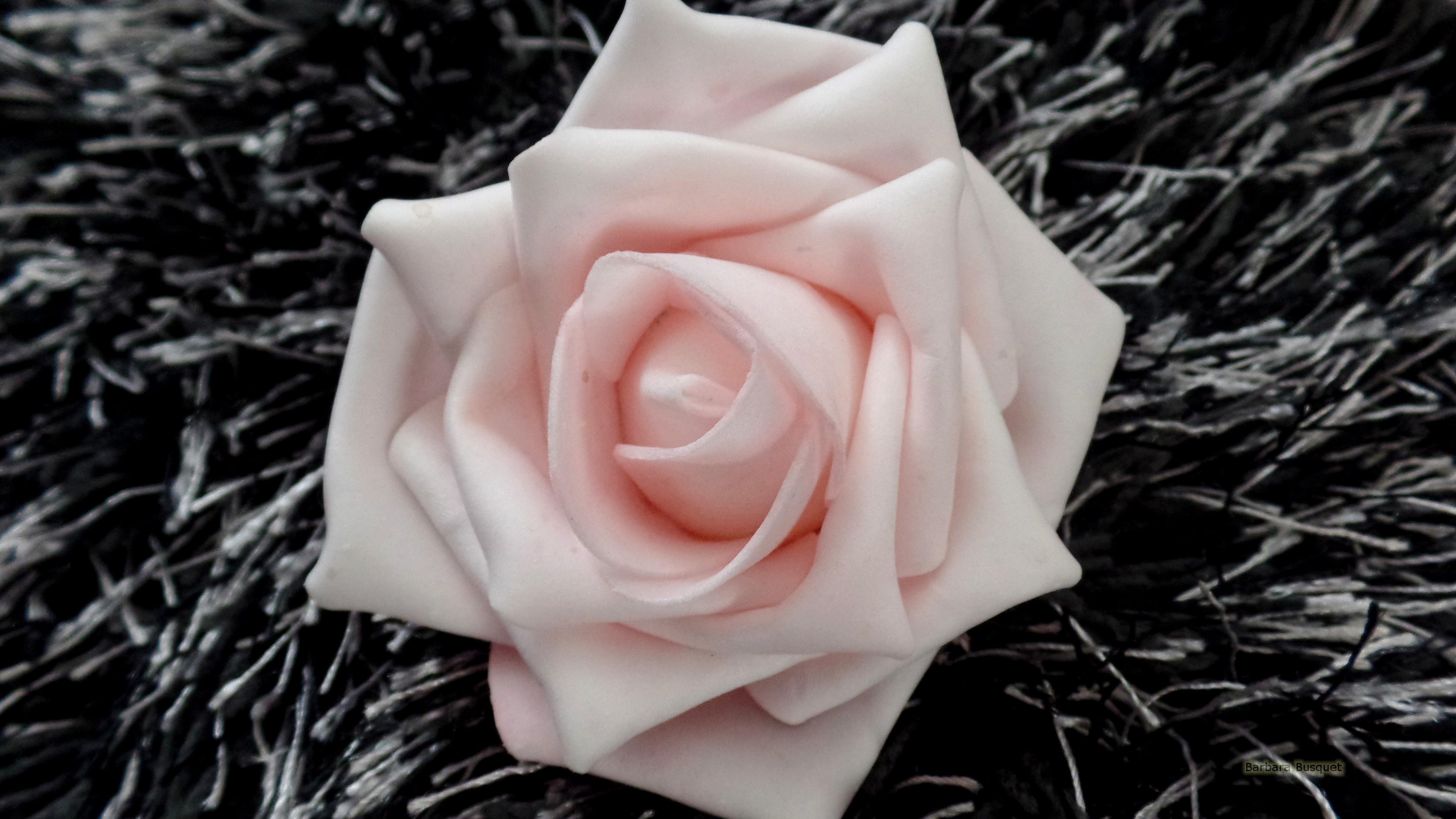 3840x2160 Pink Rose Close Up Wallpaper's HD Wallpaper