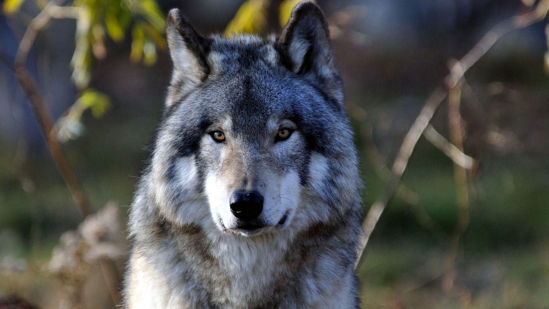 1920x1080 Gray Wolf Wallpaper