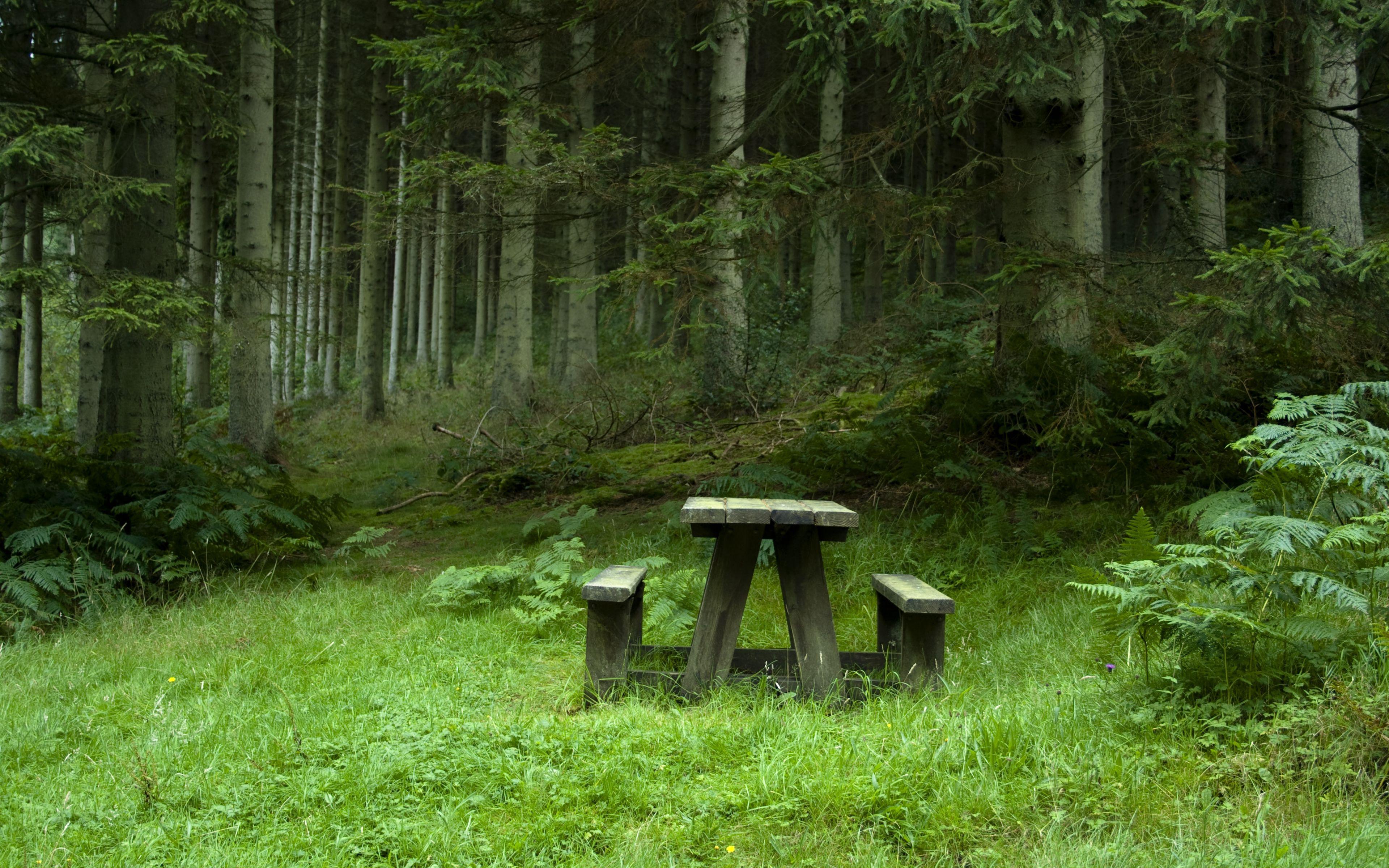 3840x2400 Download wallpaper 3840x2400 forest, meadow, benches, table, landscape 4k ultra HD 16:10 HD background