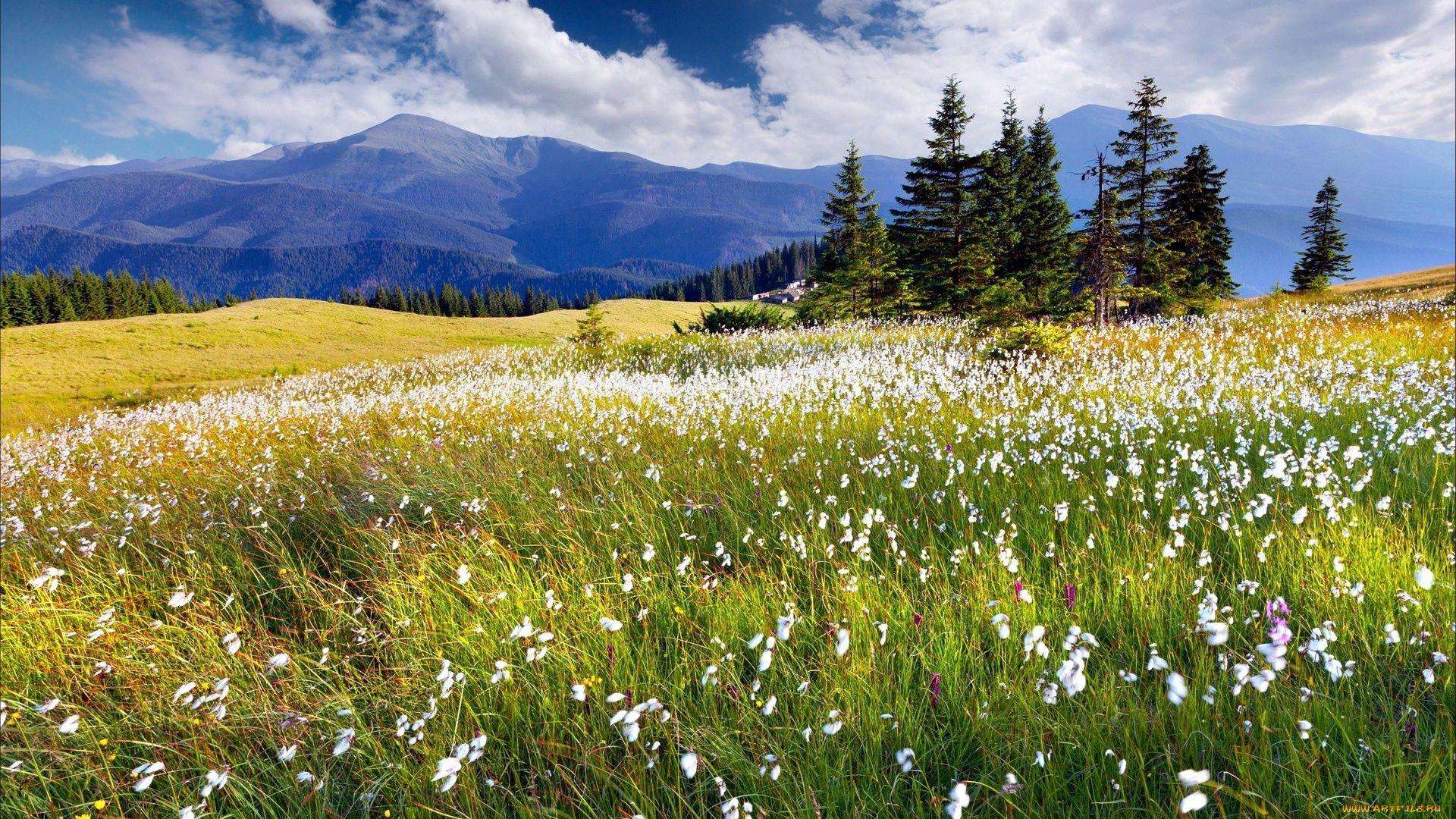 desktop meadow