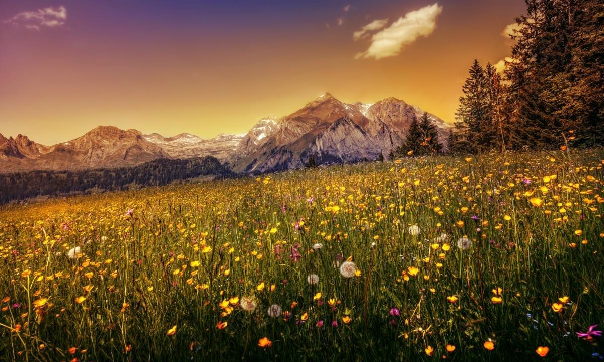 desktop meadow