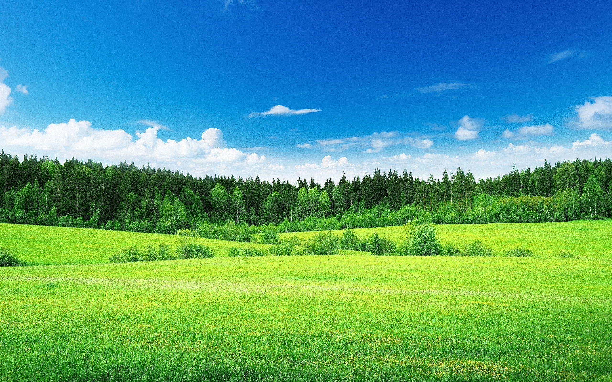 2560x1600 Green Meadow Wallpaper, HD Green Meadow Background