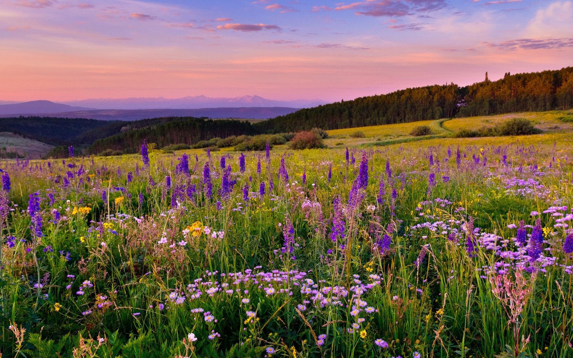 Meadow Desktop Wallpapers - Top Free Meadow Desktop Backgrounds ...