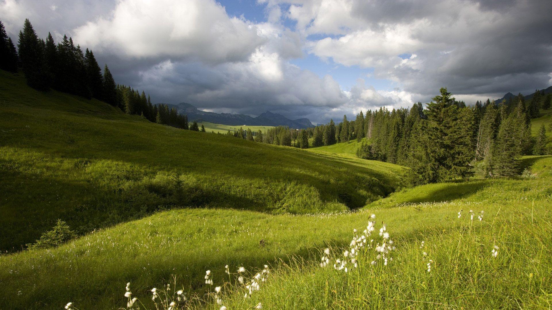 1920x1080 Meadow Wallpaper