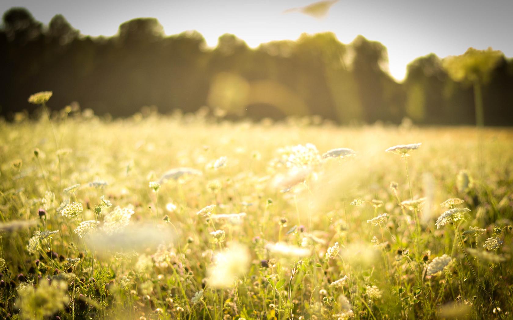 1680x1050 Wonderful HD Meadow Wallpaper