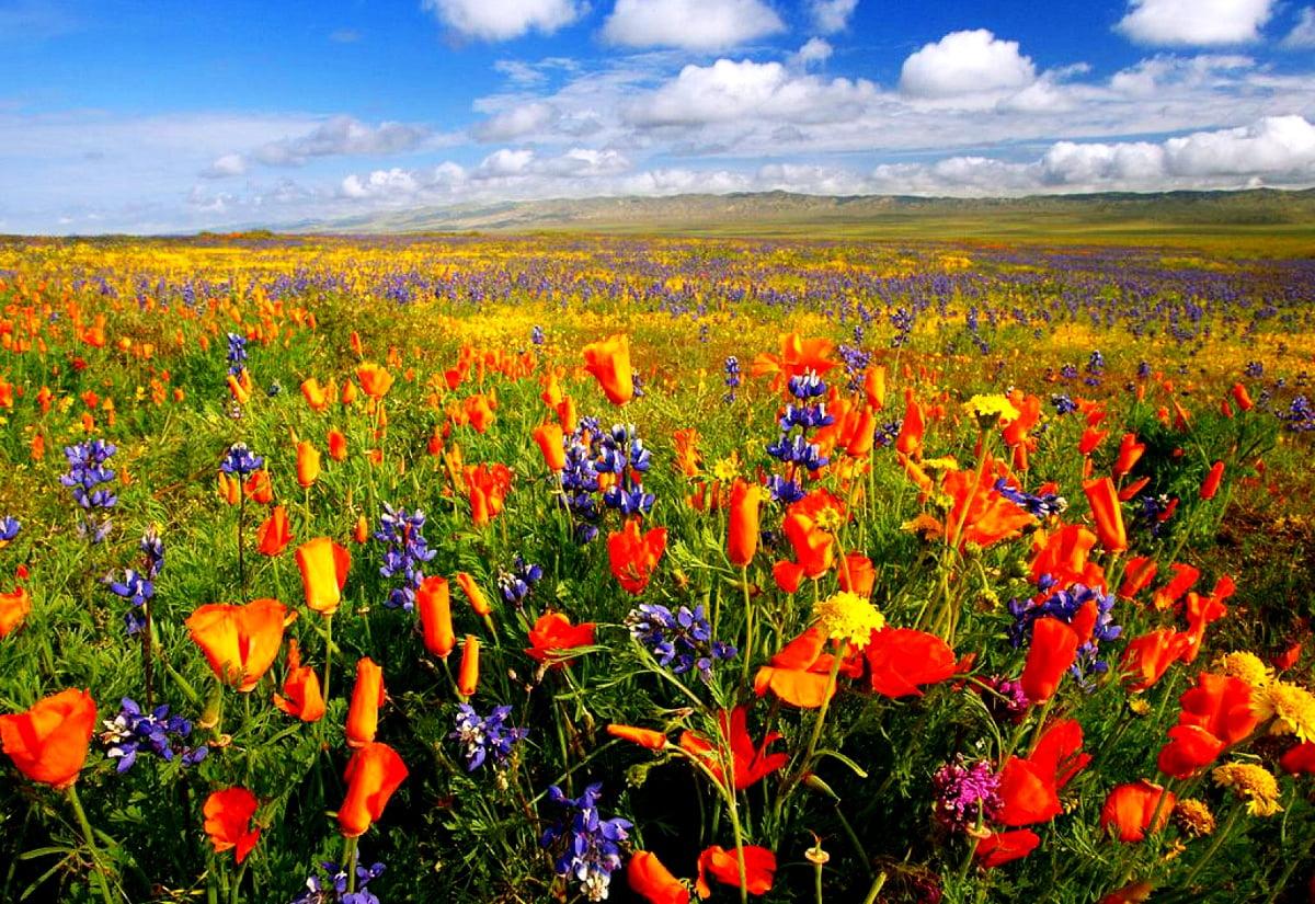 1200x825 Wallpaper Flowers, Meadow, Wildflower. Download TOP Free background