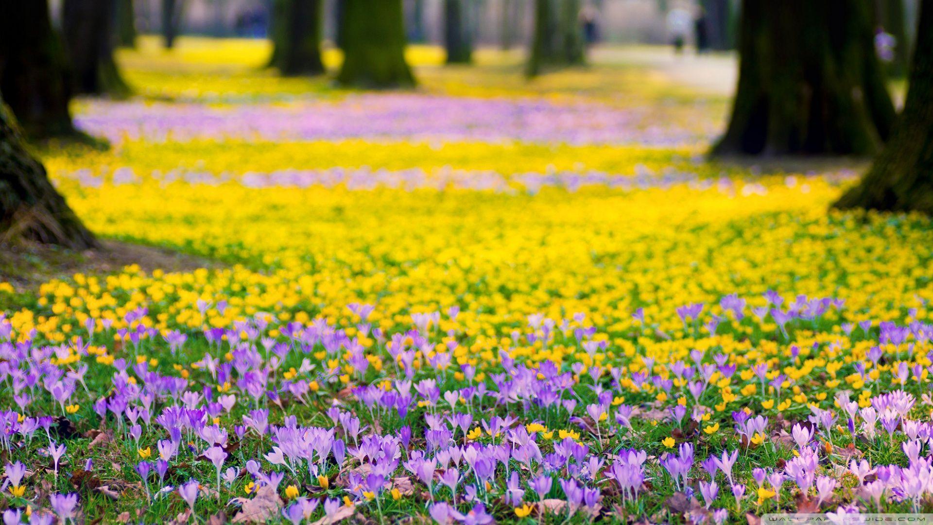 1920x1080 Meadow HD Desktop Wallpaper