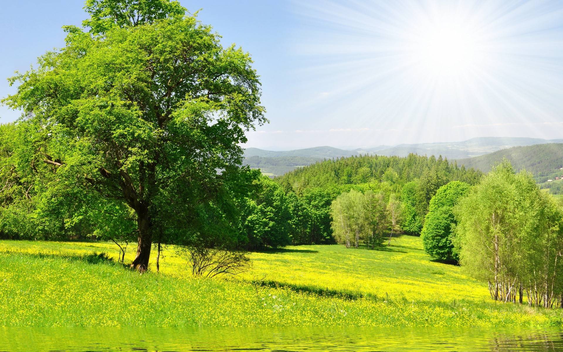 1920x1200 px flowers forest grass Green meadow nature sun Trees water