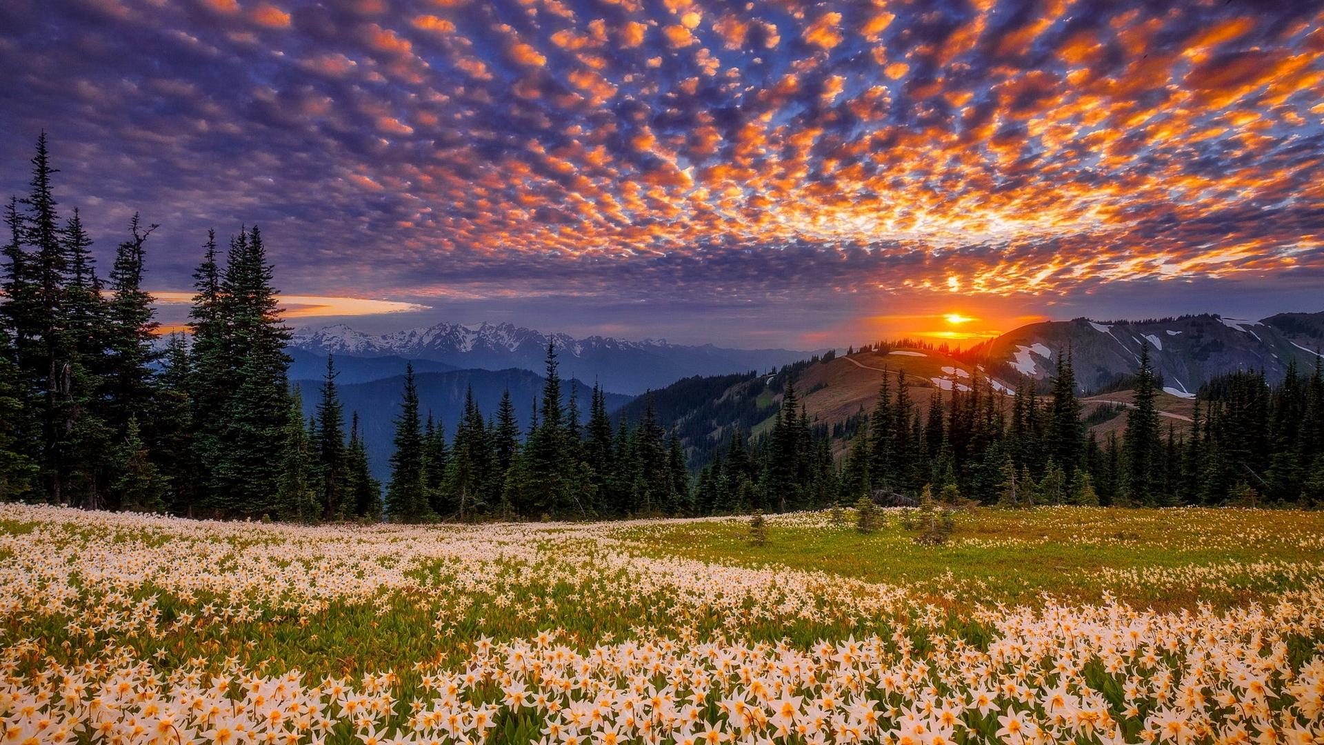 1920x1080 meadow HD wallpaper, background