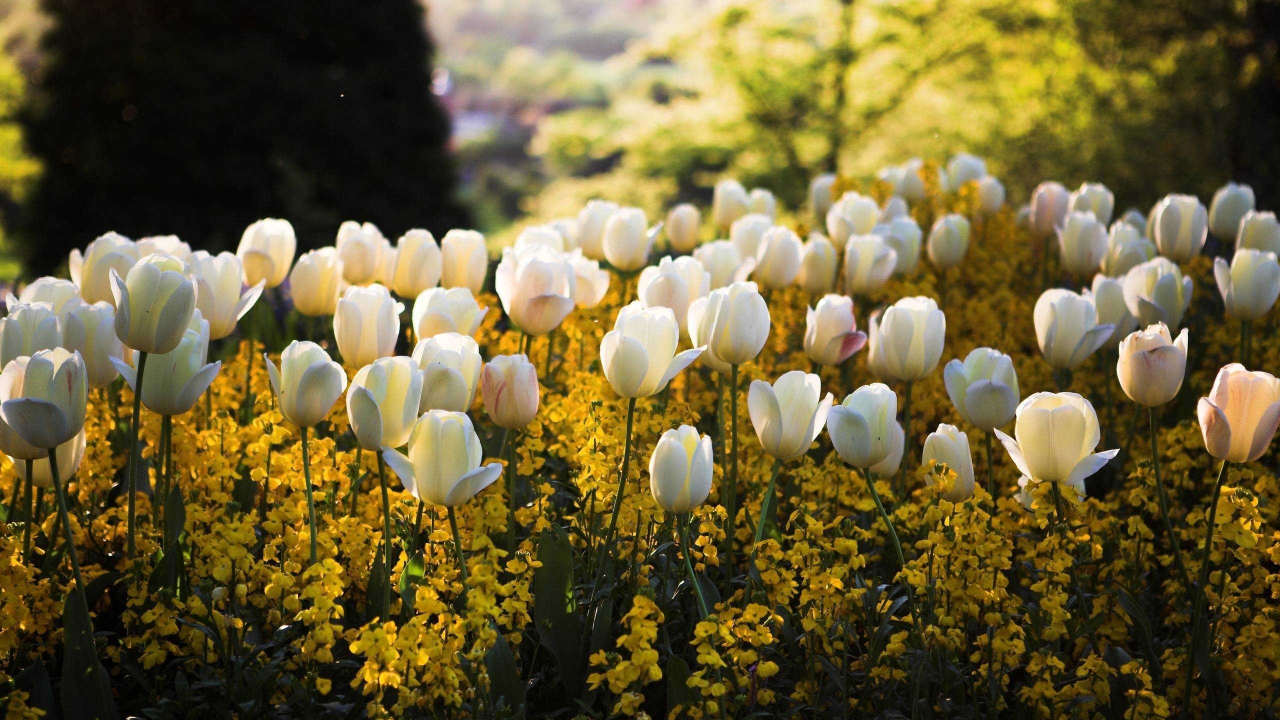 2560x1440 tulips, flowers, meadow 1440P Resolution Wallpaper, HD Nature 4K Wallpaper, Image, Photo and Background