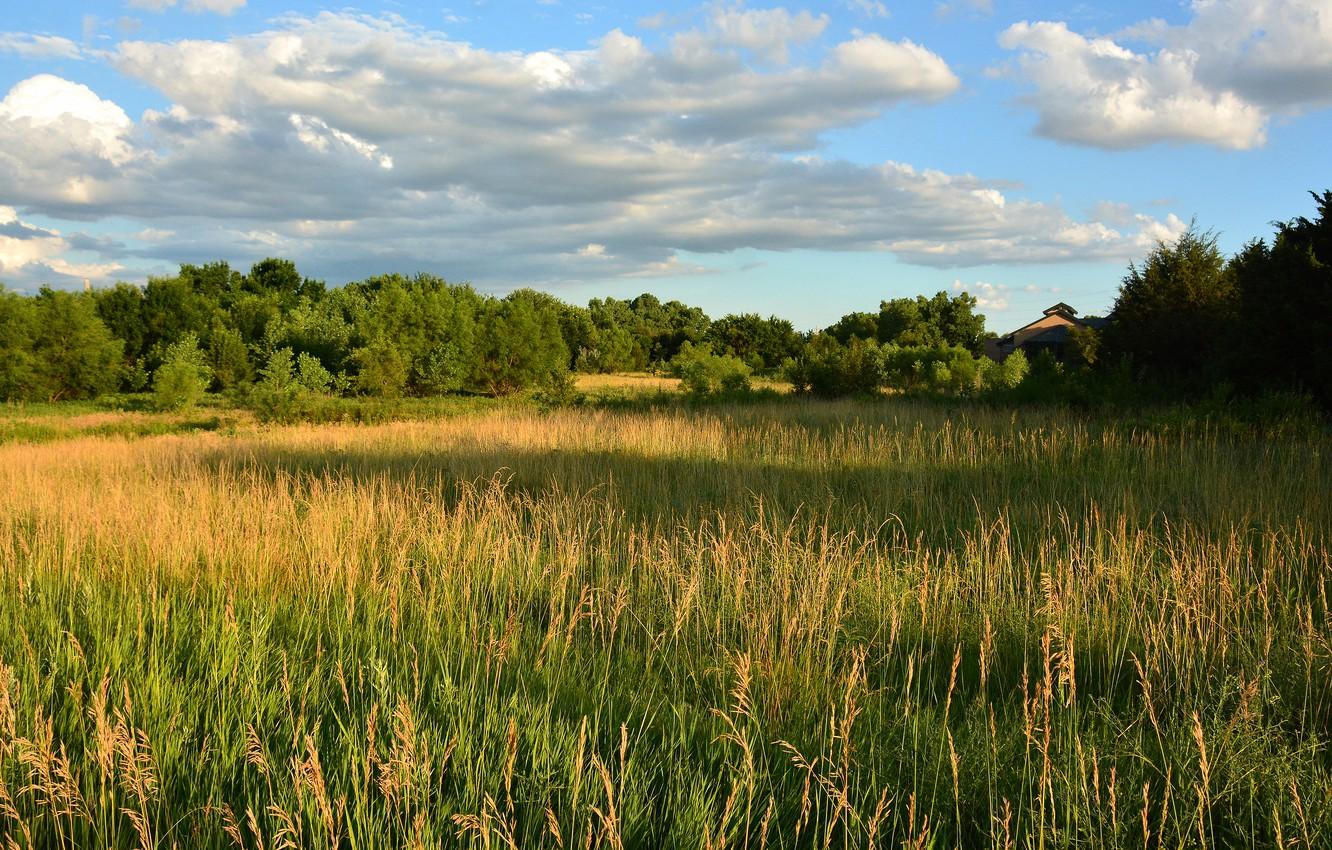 1332x850 Wallpaper roof, field, forest, summer, the sky, grass, clouds, light, spikelets, meadow, shadows, house, the forest, meadow grass image for desktop, section пейзажи
