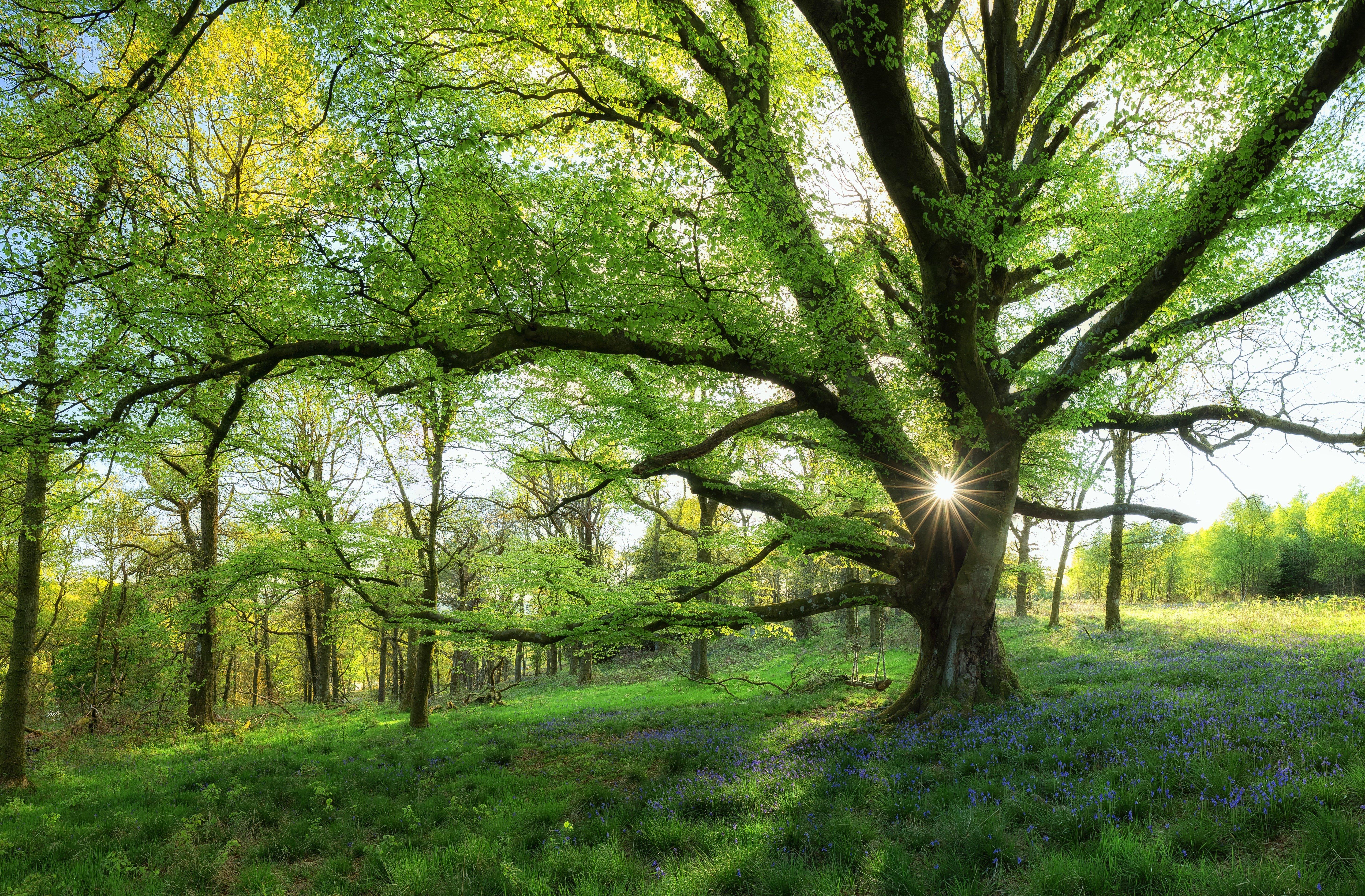 5825x3825 Scotland forest meadow tree swing wallpaperx3825